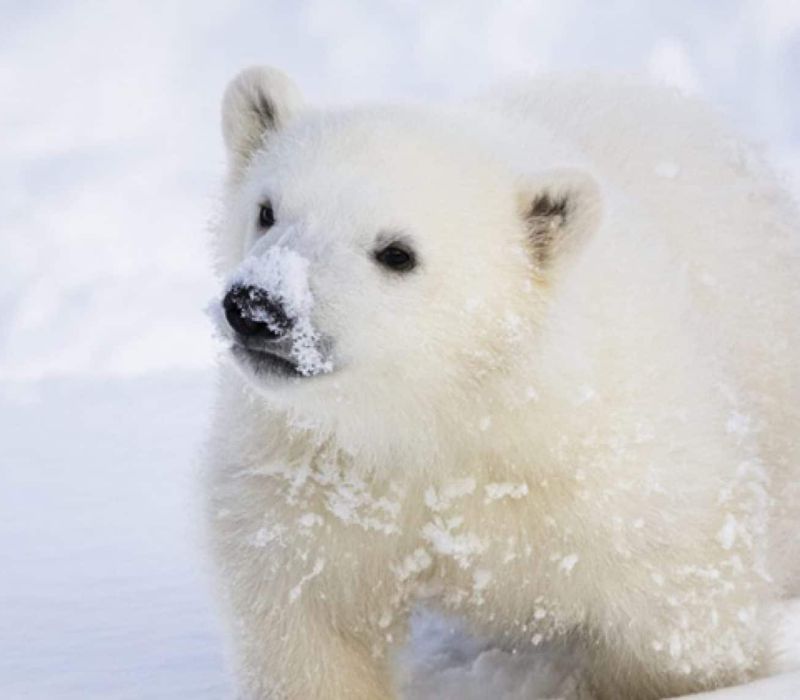 Ranua Wildlife Park ja Joulupukin Pajakylä, päiväretki