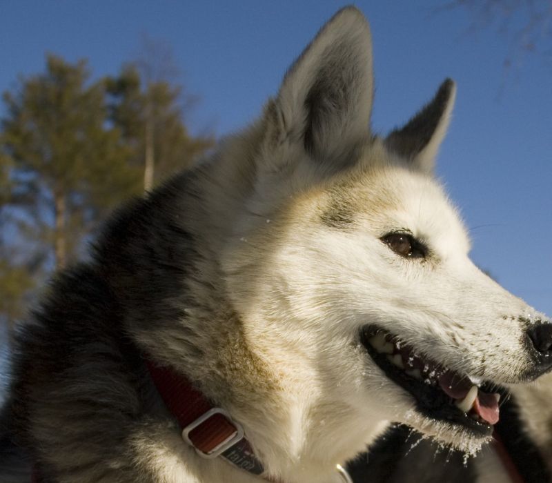 Vierailu huskytilalla