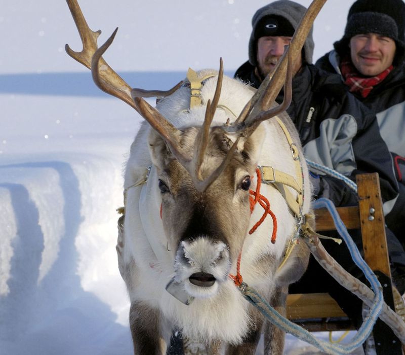 Moottorikelkka­safari Porotarhalle