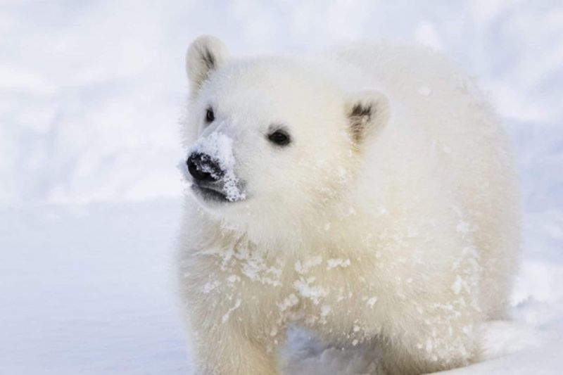 Ranua Wildlife Park ja Joulupukin Pajakylä, päiväretki