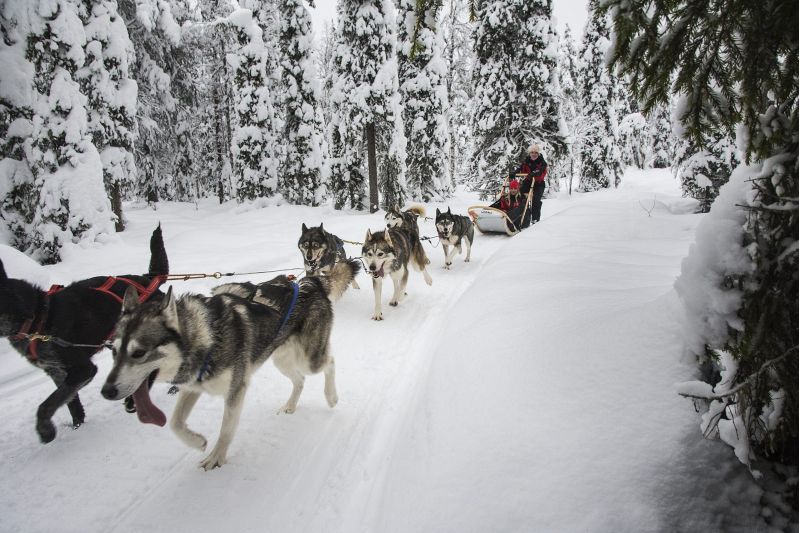 Moottorikelkka- ja huskysafari