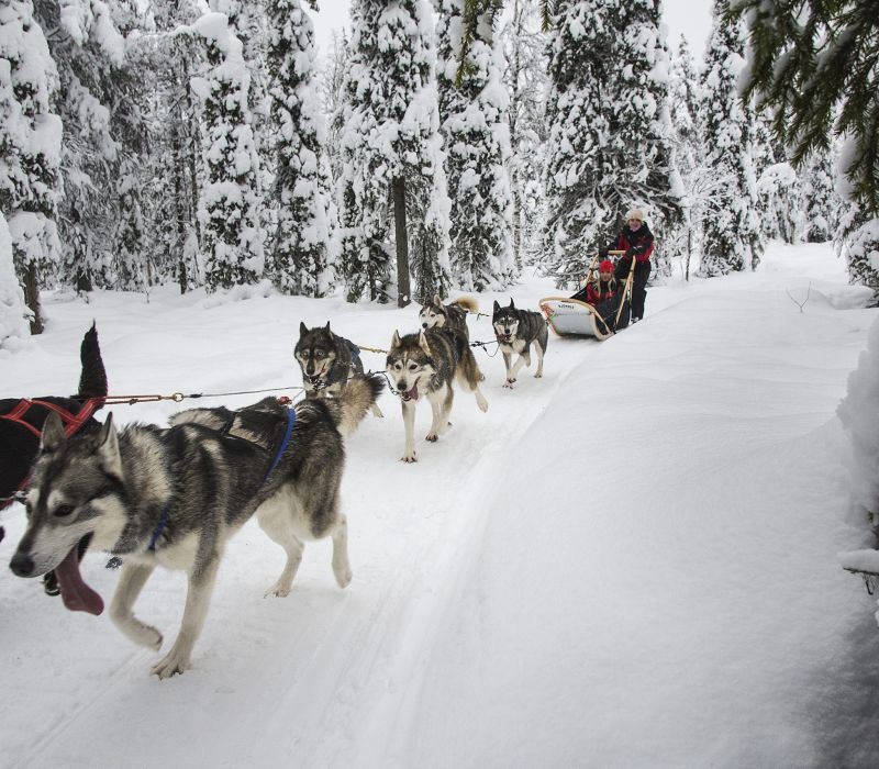 Moottorikelkka- ja huskysafari