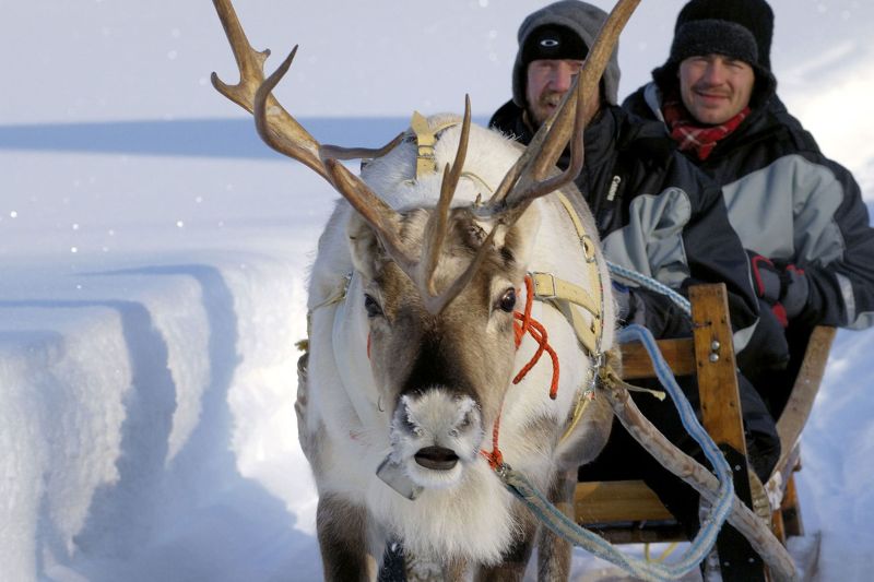 Moottorikelkka­safari Porotarhalle